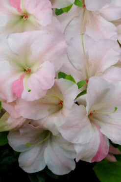Sir Robert Dwarf Azalea - 1 Gallon Pot 11 Sir Robert Dwarf Azalea - 1 Gallon Pot -Plant Discount Store Azalea Sir Robert 20