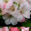 Sir Robert Dwarf Azalea - 1 Gallon Pot -Plant Discount Store Azalea Sir Robert 3 500x750 1