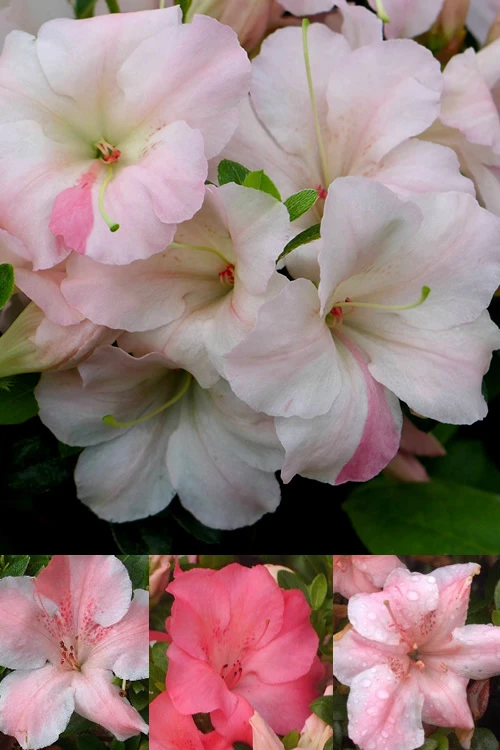 Sir Robert Dwarf Azalea - 1 Gallon Pot 3 Sir Robert Dwarf Azalea - 1 Gallon Pot