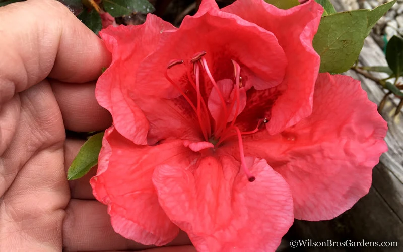 Tama No Hada Azalea - 1 Gallon Pot 6 Tama No Hada Azalea - 1 Gallon Pot - Image 4