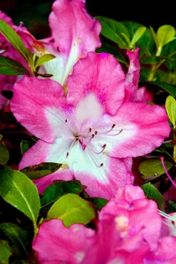 Vibrant Azalea (Harris Hybrid) - 1 Gallon Pot 11 Vibrant Azalea (Harris Hybrid) - 1 Gallon Pot -Plant Discount Store Azalea Vibrant 1