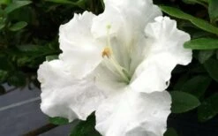 Gumpo White Dwarf Azalea - 2 Gallon Pot -Plant Discount Store Azalea White Gumpo 1