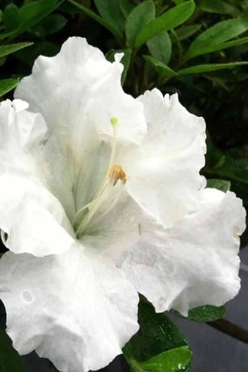 Gumpo White Dwarf Azalea - 1 Gallon Pot 3 Gumpo White Dwarf Azalea - 1 Gallon Pot