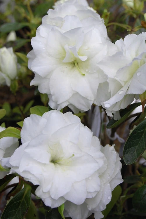 White Rosebud Azalea - 6 Pack Of 1 Gallon Pots 3 White Rosebud Azalea - 6 Pack Of 1 Gallon Pots