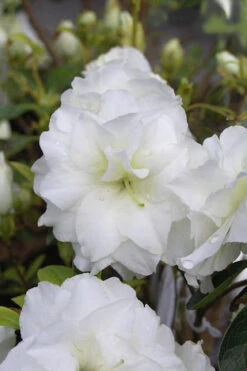 White Rosebud Azalea - 6 Pack Of 1 Gallon Pots 10 White Rosebud Azalea - 6 Pack Of 1 Gallon Pots -Plant Discount Store Azalea White Rosebud 4