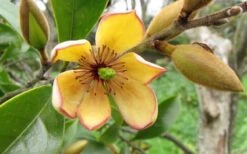 Banana Shrub - 3 Gallon Pot 12 Banana Shrub - 3 Gallon Pot -Plant Discount Store Banana Shrub Flower Closeup