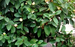 Banana Shrub - 5 Gallon Pot 15 Banana Shrub - 5 Gallon Pot -Plant Discount Store Banana Shrub Foliage 1