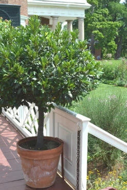 Bay Laurel (Sweet Bay) - Laurus Nobilis - 3 Gallon Pot -Plant Discount Store Bay Laurel 10 1