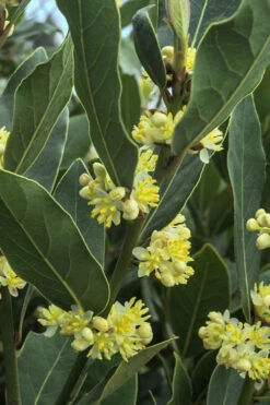 Bay Laurel (Sweet Bay) - Laurus Nobilis - 3 Gallon Pot -Plant Discount Store Bay Laurel 3 1