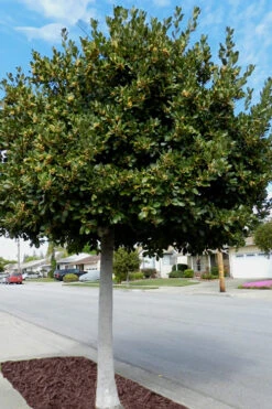 Bay Laurel (Sweet Bay) - Laurus Nobilis - 3 Gallon Pot -Plant Discount Store Bay Laurel 5 1