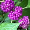 American Beautyberry - 3 Gallon Pot 1 American Beautyberry - 3 Gallon Pot -Plant Discount Store Beautyberry American BS