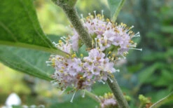 American Beautyberry - 3 Gallon Pot 12 American Beautyberry - 3 Gallon Pot -Plant Discount Store Beautyberry American Flowers