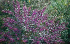 Pearl Glam Beautyberry - Callicarpa - 2 Gallon Pot -Plant Discount Store Beautyberry Pearl Glam 2