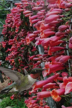 Shalimar Red Crossvine - Bignonia Capreolata - 2 Gallon Pot 12 Shalimar Red Crossvine - Bignonia Capreolata - 2 Gallon Pot -Plant Discount Store Bignonia Shalimar Red 20