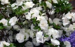 Snowball Bloom 'N Again Azalea - 1 Gallon Pot 9 Snowball Bloom 'N Again Azalea - 1 Gallon Pot -Plant Discount Store Bloom N Again Azalea Snowball
