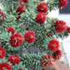 Little John Dwarf Red Bottlebrush (Callistemon Citinus) - 1 Gallon Pot 1 Little John Dwarf Red Bottlebrush (Callistemon Citinus) - 1 Gallon Pot -Plant Discount Store Bottlebrush Little John 3