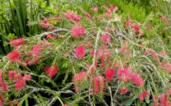Semmes Cold Hardy Red Bottlebrush - Callistemon - 3 Gallon Pot -Plant Discount Store Bottlebrush Woodlanders Hardy Red 17