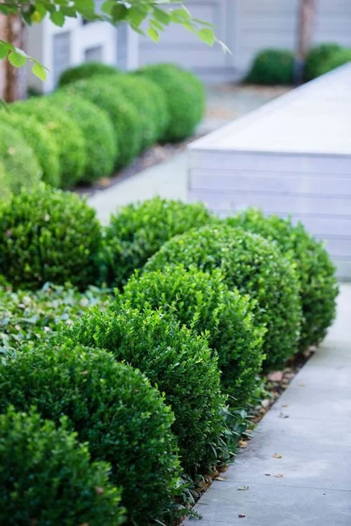 Baby Gem Boxwood - 3 Gallon Pot 3 Baby Gem Boxwood - 3 Gallon Pot
