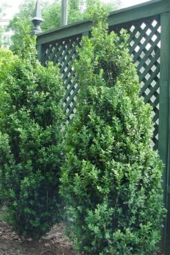 Dee Runk Columnar Boxwood - 2 Gallon Pot -Plant Discount Store Boxwood Dee Runk 2 500x750 2