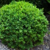 Dwarf English Boxwood - 6 Pack Of 1 Gallon Pots 1 Dwarf English Boxwood - 6 Pack Of 1 Gallon Pots -Plant Discount Store Boxwood Dwarf English 1 1