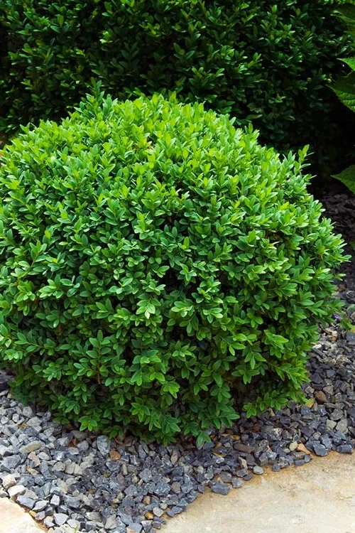 Dwarf English Boxwood - 6 Pack Of 1 Gallon Pots 3 Dwarf English Boxwood - 6 Pack Of 1 Gallon Pots