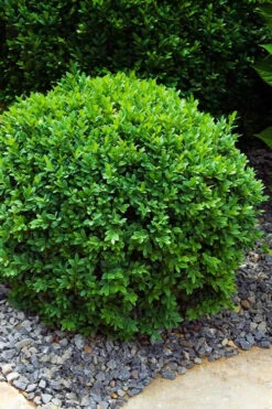 Dwarf English Boxwood - 5 Gallon Pot