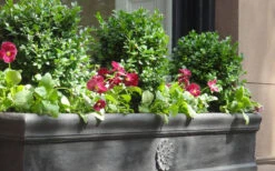 Dwarf English Boxwood - 6 Pack Of 1 Gallon Pots 11 Dwarf English Boxwood - 6 Pack Of 1 Gallon Pots -Plant Discount Store Boxwood Dwarf English 2 1