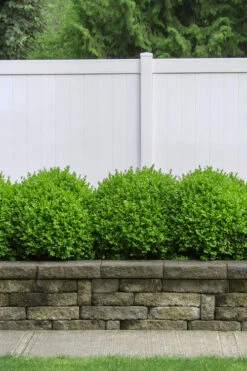 Dwarf English Boxwood - 6 Pack Of 1 Gallon Pots 10 Dwarf English Boxwood - 6 Pack Of 1 Gallon Pots -Plant Discount Store Boxwood Dwarf English 3 1
