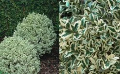 Dwarf Variegated Boxwood - 2 Gallon Pot -Plant Discount Store Boxwood Dwarf Variegated 50