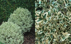 Dwarf Variegated Boxwood - 6 Pack Of 1 Gallon Pots 11 Dwarf Variegated Boxwood - 6 Pack Of 1 Gallon Pots -Plant Discount Store Boxwood Dwarf Variegated 50 5