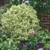 Dwarf Variegated Boxwood - 3 Gallon Pot -Plant Discount Store Boxwood Dwarf Variegated 500x750 5