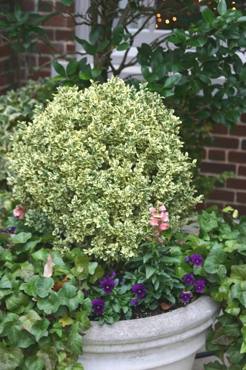 Dwarf Variegated Boxwood - 6 Pack Of 1 Gallon Pots 3 Dwarf Variegated Boxwood - 6 Pack Of 1 Gallon Pots