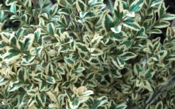 Dwarf Variegated Boxwood - 6 Pack Of 1 Gallon Pots 13 Dwarf Variegated Boxwood - 6 Pack Of 1 Gallon Pots -Plant Discount Store Boxwood Dwarf Variegated 51 5