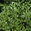 Franklins Gem Dwarf Boxwood - 6 Pack Of 1 Gallon Pots 2 Franklins Gem Dwarf Boxwood - 6 Pack Of 1 Gallon Pots -Plant Discount Store Boxwood Franklins Dwarf BS 1