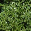 Franklins Gem Dwarf Boxwood - 1 Gallon Pot 1 Franklins Gem Dwarf Boxwood - 1 Gallon Pot -Plant Discount Store Boxwood Franklins Dwarf BS 2