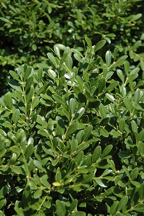 Franklins Gem Dwarf Boxwood - 1 Gallon Pot 3 Franklins Gem Dwarf Boxwood - 1 Gallon Pot