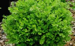 Franklins Gem Dwarf Boxwood - 6 Pack Of 1 Gallon Pots -Plant Discount Store Boxwood Franklins Gem 1