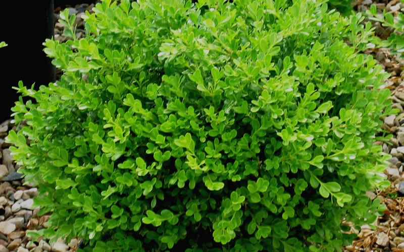 Franklins Gem Dwarf Boxwood - 1 Gallon Pot 6 Franklins Gem Dwarf Boxwood - 1 Gallon Pot - Image 4