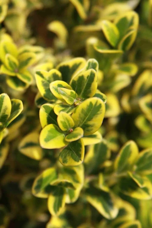 Golden Triumph Variegated Dwarf Boxwood - 1 Gallon Pot 8 Golden Triumph Variegated Dwarf Boxwood - 1 Gallon Pot - Image 6