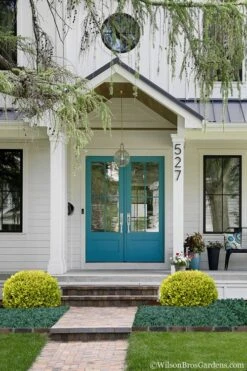 Golden Triumph Variegated Dwarf Boxwood - 1 Gallon Pot 12 Golden Triumph Variegated Dwarf Boxwood - 1 Gallon Pot -Plant Discount Store Boxwood Golden Triumph 7