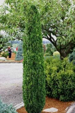 Graham Blandy Columnar Boxwood - 1 Gallon Pot