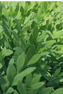 Green Mountain Boxwood - 2 Gallon Pot 14 Green Mountain Boxwood - 2 Gallon Pot -Plant Discount Store Boxwood Green Mountain 12 1