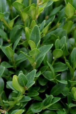 Green Velvet Boxwood - 6 Pack Of 1 Gallon Pots 13 Green Velvet Boxwood - 6 Pack Of 1 Gallon Pots -Plant Discount Store Boxwood Green Velvet 1