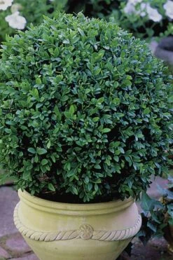 Green Velvet Boxwood - 6 Pack Of 1 Gallon Pots 12 Green Velvet Boxwood - 6 Pack Of 1 Gallon Pots -Plant Discount Store Boxwood Green Velvet 3