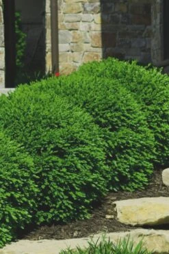 Green Velvet Boxwood - 6 Pack Of 1 Gallon Pots 11 Green Velvet Boxwood - 6 Pack Of 1 Gallon Pots -Plant Discount Store Boxwood Green Velvet 7