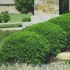 Green Velvet Boxwood - 6 Pack Of 1 Gallon Pots -Plant Discount Store Boxwood Green Velvet 8