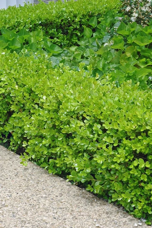 Japanese Boxwood - Buxus Microphylla - 3 Gallon Pot 3 Japanese Boxwood - Buxus Microphylla - 3 Gallon Pot