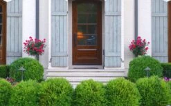 Japanese Boxwood - Buxus Microphylla - 6 Pack Of 1 Gallon Pots -Plant Discount Store Boxwood Japanese Entryway