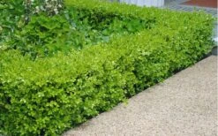 Japanese Boxwood - Buxus Microphylla - 3 Gallon Pot 13 Japanese Boxwood - Buxus Microphylla - 3 Gallon Pot -Plant Discount Store Boxwood Japanese Hedge 2 1