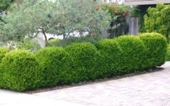 Japanese Boxwood - Buxus Microphylla - 1 Gallon Pot -Plant Discount Store Boxwood Japanese Hedge 3 2